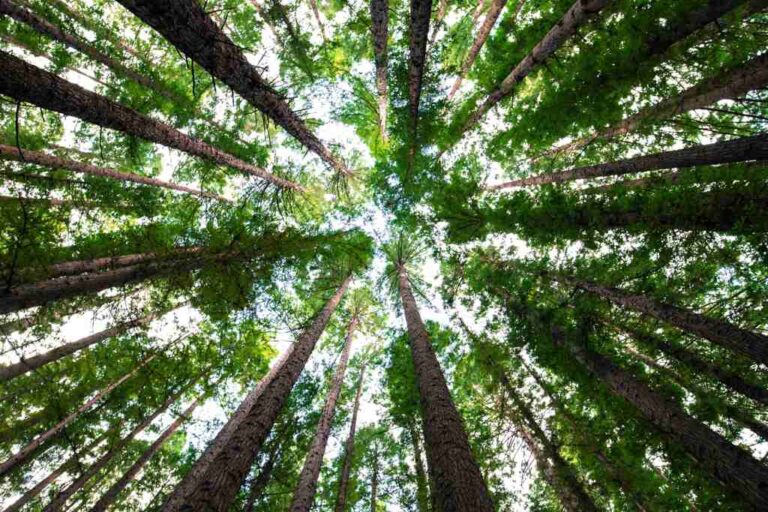 Illegal Martindale Pond tree-removers face a combined $776,000 worth of charges