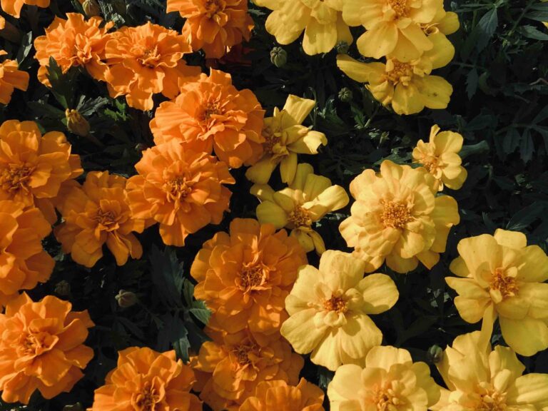 The best local flower shops in St. Catharines 
