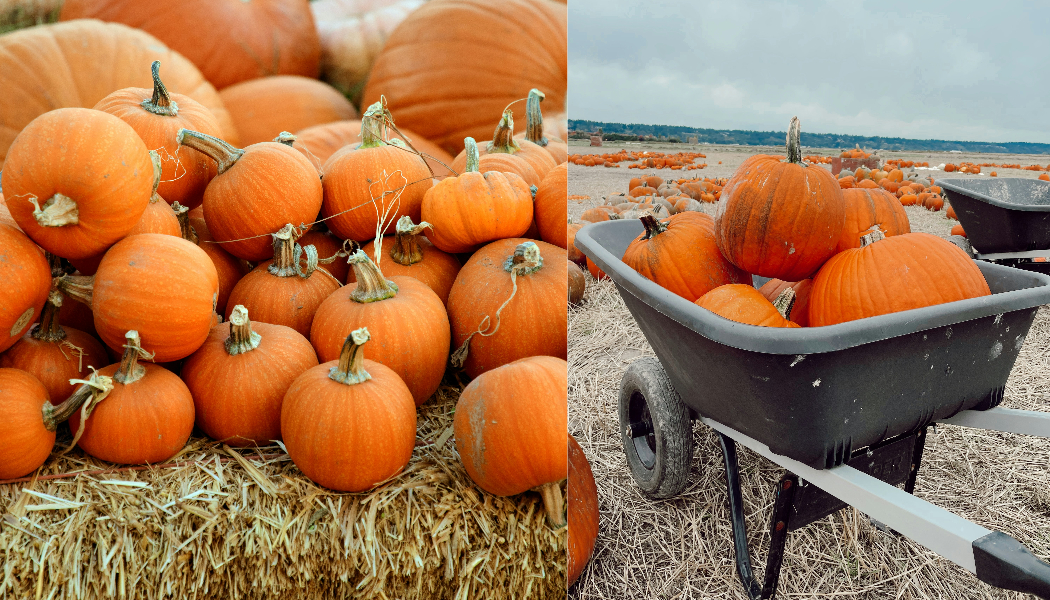Pumpkin patch by Andrea A