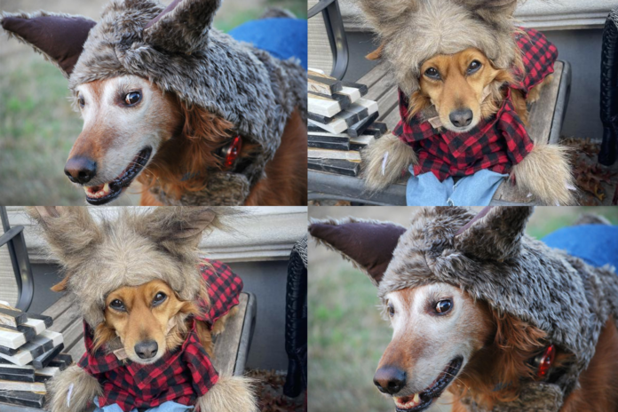 Alphadogs photo by mikayla g