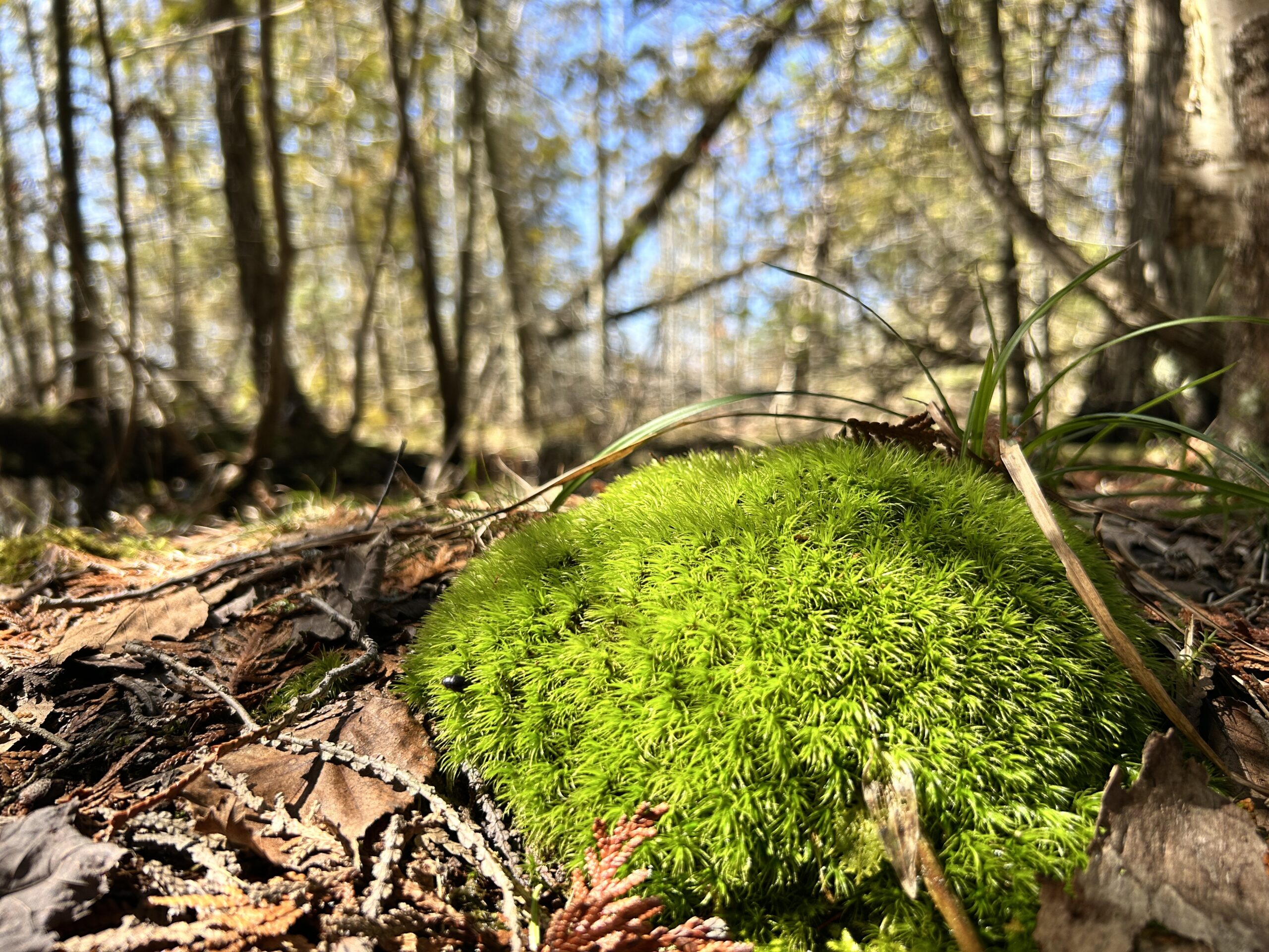 SDNR_N_Moss_Smera_Sukumar_2025.04.04 (51) (1)